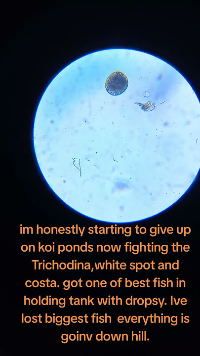 fighting parasites again now costia,Trichodina and white spot.