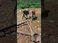 Ox Plowing Work #Farming #Tools #Efficiency