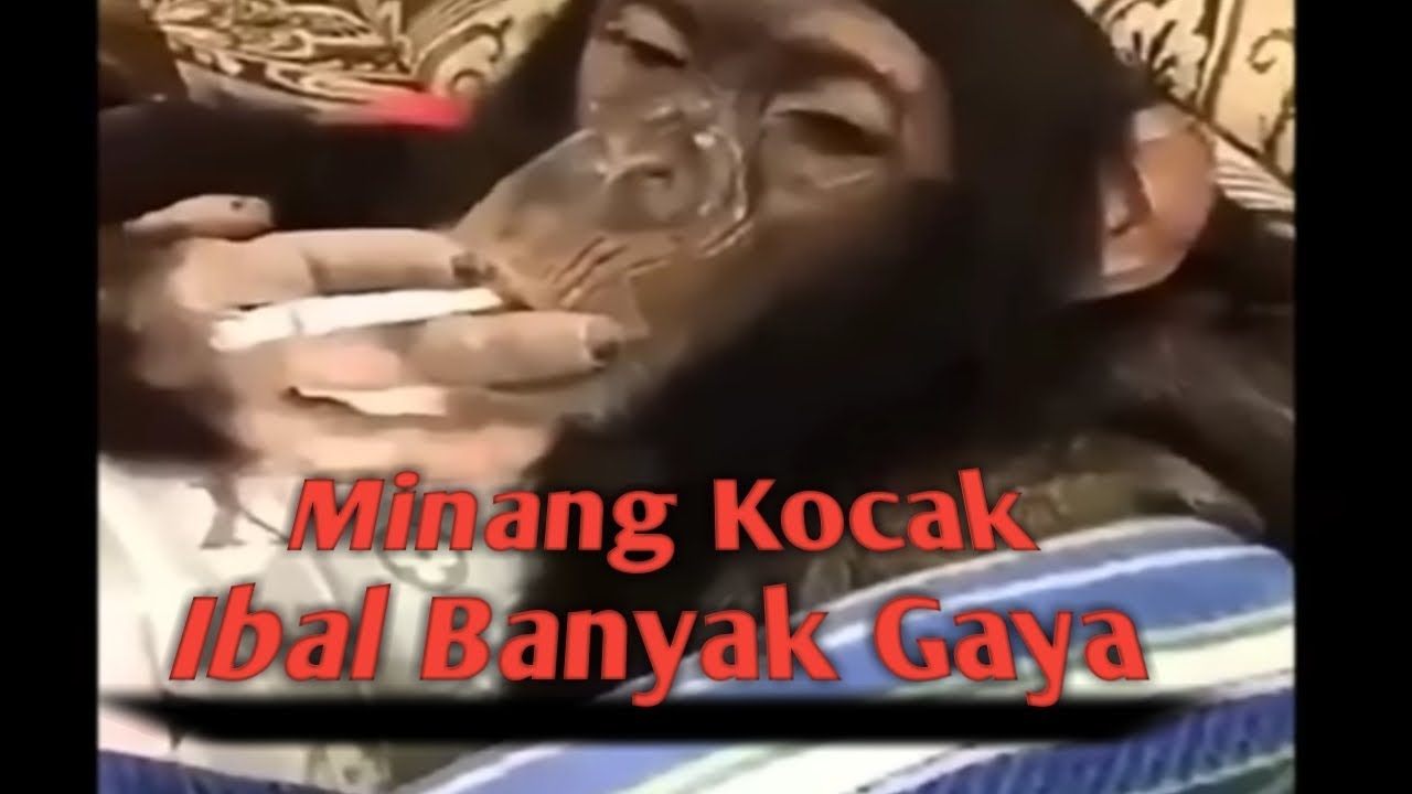 Minang Kocak Video Lucu Ibal Si Monyet Ganteng Banyak Gaya Youtube