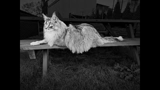 Maine Coon Felix walk on a leash