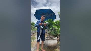 Chia sẻ cách ghép quả bưởi cảnh chơi Tết