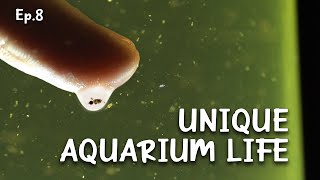 A simple drop of life in my aquarium | Ep.8 Nano Reef Competition