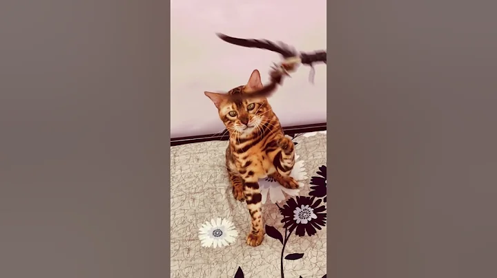 Video 11261811: catlover bengals bengalcat, bengalcat cats catlover