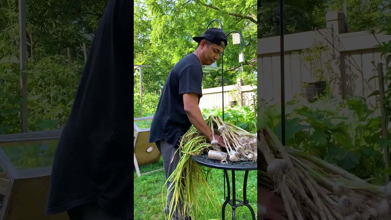 Curing Garlic Is An Important Step To Preserve The For Long Term Storage And Deepens Flavor
