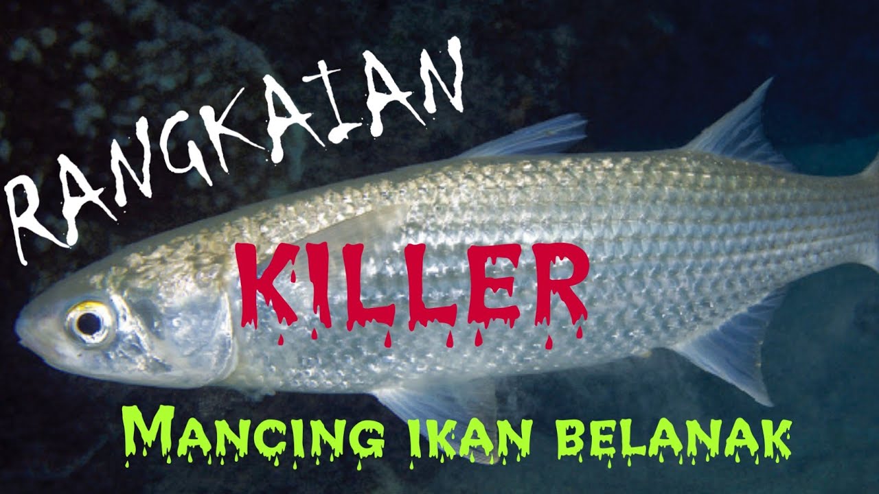 Rangkaian pancing ikan belanak umpan adonan - YouTube