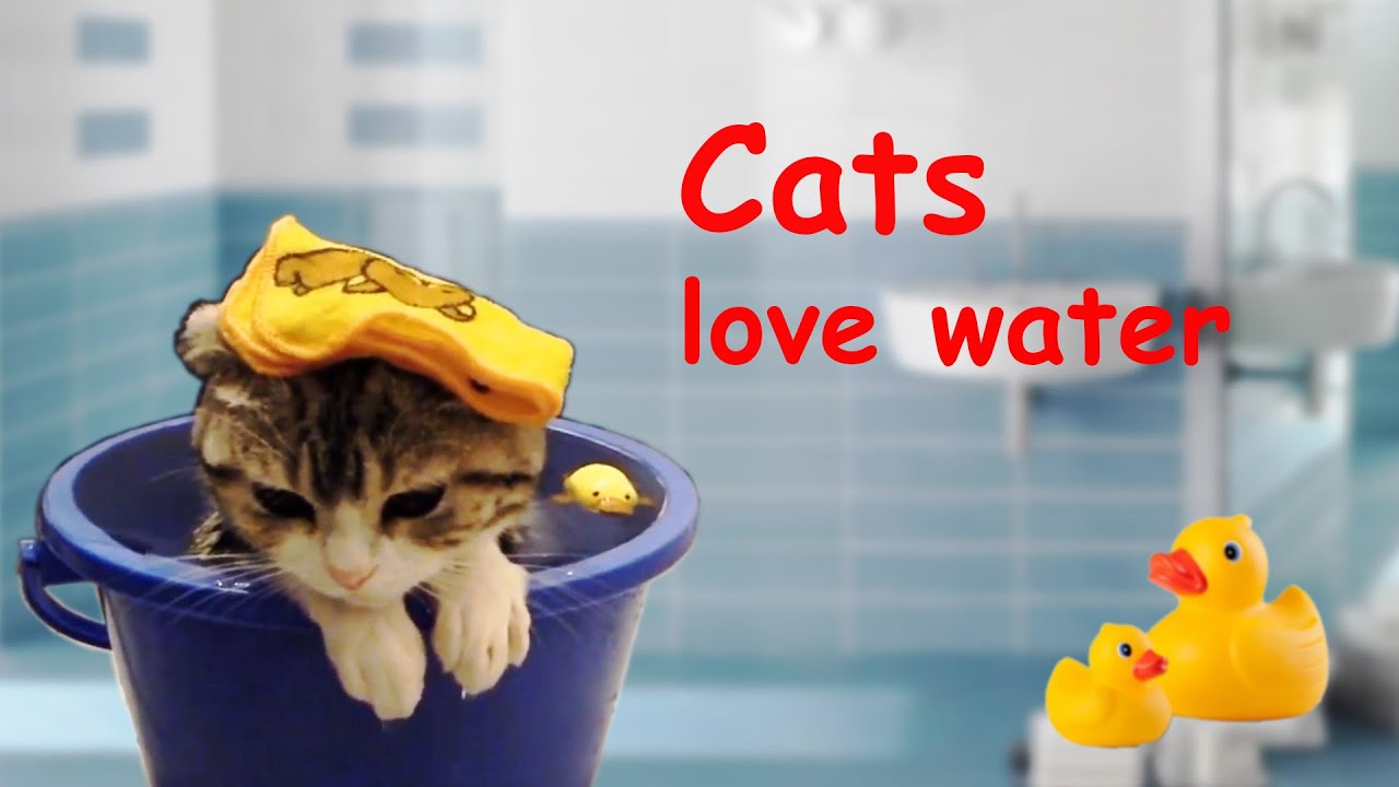Cats love water YouTube