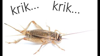 Download Lagu CRICKET (KRIK KRIK) SOUND EFFECT/ BACKSOUND SUARA JANGKRIK MP3 Download Lagu CRICKET (KRIK KRIK) SOUND EFFECT/ BACKSOUND SUARA JANGKRIK MP3