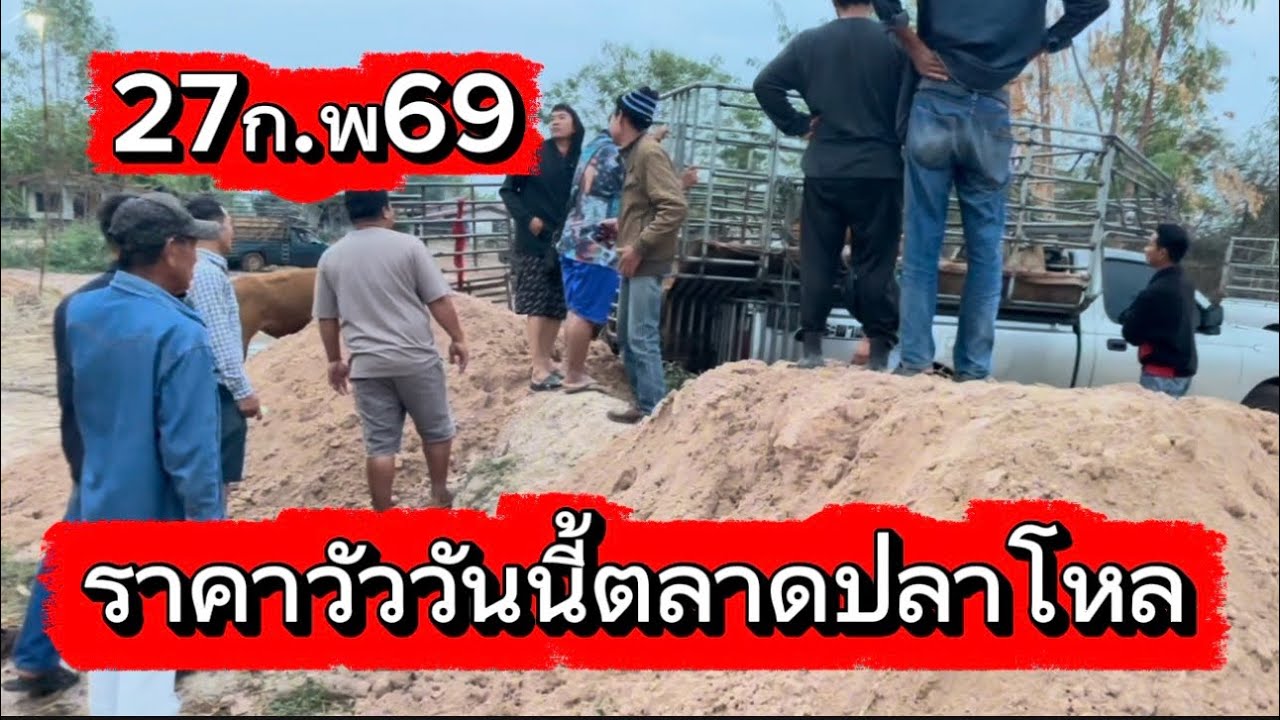 ราคาวัววันนี้ตลาดปลาโหล อ.วาริช จ.สกลนคร#ราคาวัววันนี้ 27/2/68