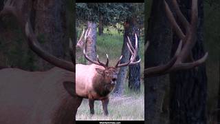 The Sheriff Clearing House During Rut - Biggest Bull Elk