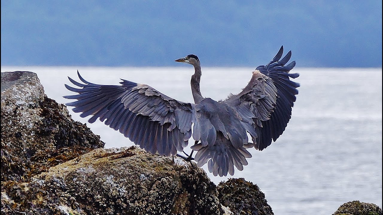 Great Blue Herons Courting, Nesting, and Hunting: HD Close-Ups