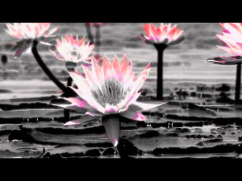 ФУТАЖ Лилии - Footage Water lilies