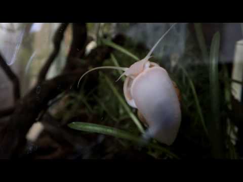Video: Hvordan Man Opdrætter Ampularia