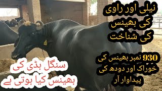 Nili ki buffalo ki pehchan II Milking of top milking buffalo at SB Dairy Farm I NIli vs Ravi buffalo