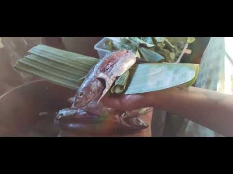 Sinaing na tulingan sa kamyas at gata ng nyog #fyp#ytshort #youtube