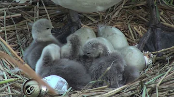 Are swan babies GREY?