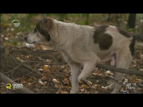 მეტისი „ბებეროს“ ცხოვრება ძაღლების თავშესაფრში და მოულოდნელად ნაპოვნი ახალი სახლი