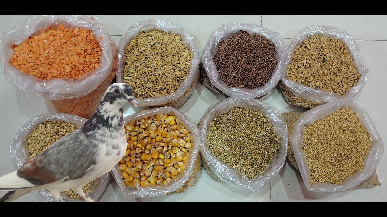 #PigeonsFood #PigeonsWorld Pigeons food || Pigeon mix feed - YouTube