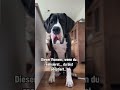 Oh sh*t #youtubeshorts #viral #funny #shortvideo #greatdane #ytshorts #reels #fypシ