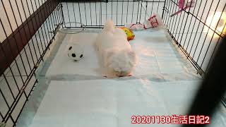 20201130-2 COYO第二天的生活日常