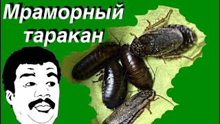 Мраморные тараканы ! Содержание кормовой культуры