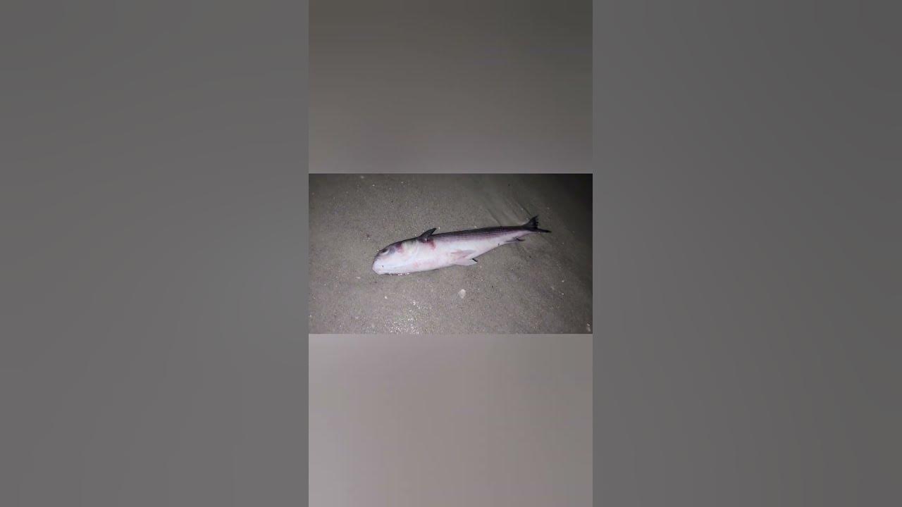 Red Tide Naples, FL (catch of the day) YouTube