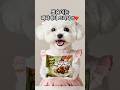 ❤️오늘은 내가 짜파게티 요리사!!👩‍🍳❤️#shorts #bichoncooking #bichon #비숑쿠킹 #pets #cute #cutedog