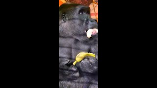 Gorilla Eating Bananas Extended Video!