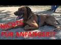 Rhodesian Ridgeback kein Hund für Anfänger? の動画、YouTube動画。