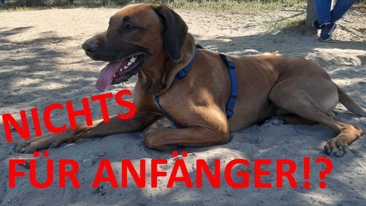 Rhodesian Ridgeback kein Hund für Anfänger?