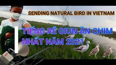 # 1 TIẾNG RẼ GIUN ĂN CHIM NHẤT 2021  ( ĐÃ TÉC  )   BẢN LÊ LỢI