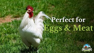 7 Heritage Chicken Breeds Perfect For Eggs & Meat