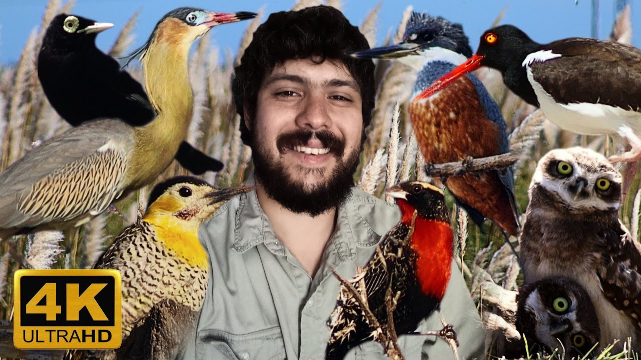 АРГЕНТИНСКИЕ ПТИЦЫ | ЗНАЙТЕ КАЖДЫЙ ВИД ПТИЦ С ИХ НАЗВАНИЯМИ