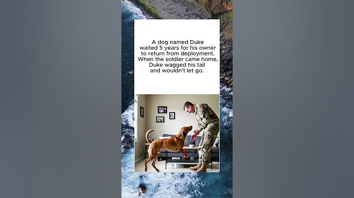 Loyal Dog Waits 5 Years for Soldier’s Return 🇺🇸 #wholesome #heartwarmingstories