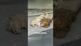 动物们:咋样?票没白买吧#动物园 #动物世界 #整活 #动物的迷惑行为 #万万想不到