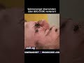 10 minuten in einer Box mit 1000 Spinnen #mrbeast #spinnen #extreme #angst #geldchallenge