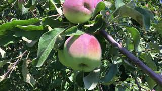 Free Red Apple Tree Video - Organic Apple