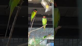 Burung Betettanjungbajausingkawang singkawang sinkazoo shorts reels burung animals fyp