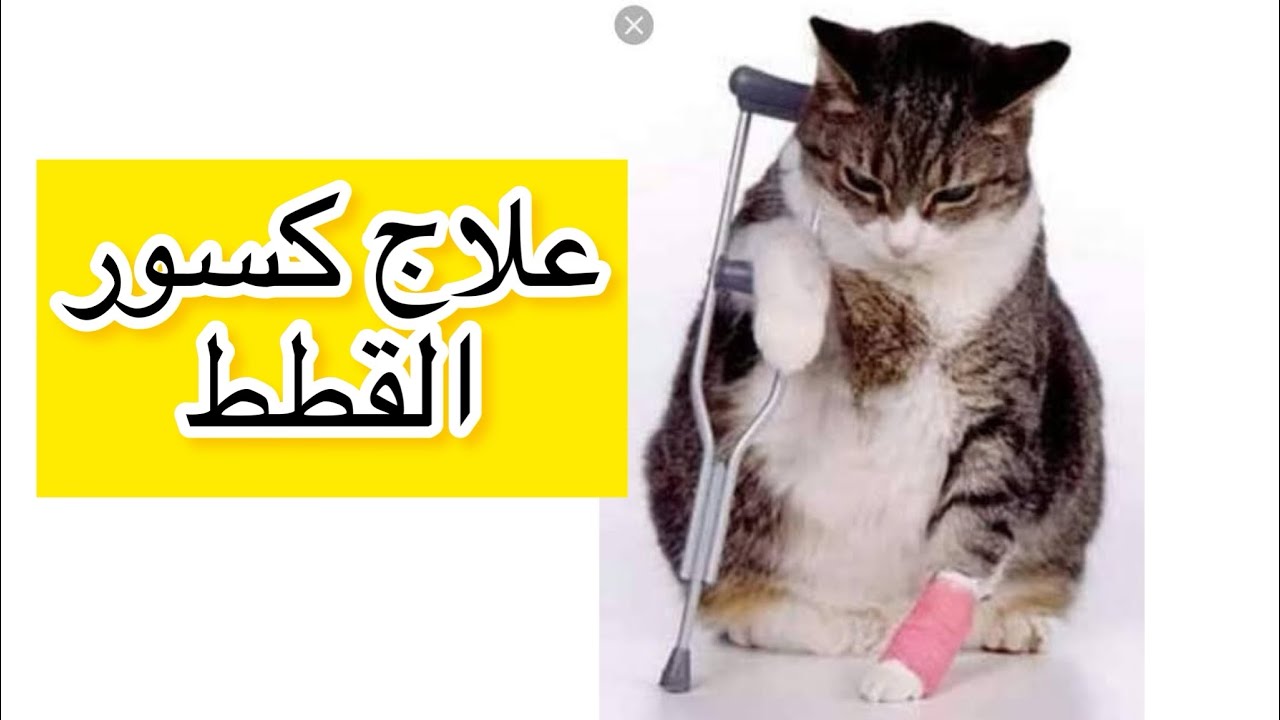 علاج كسور القطط 💔 ميشا وقعت من الشباك والحمدلله قدرت اعالجها ♥️