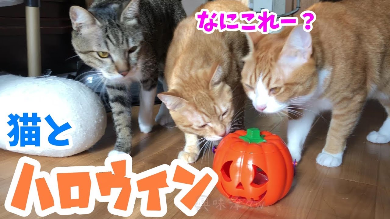 猫とハロウィン！突然鳴き出すかぼちゃにビビる猫！？ - YouTube