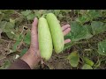 Louki ( Bottle gourd long ) Harvest | Happy plants