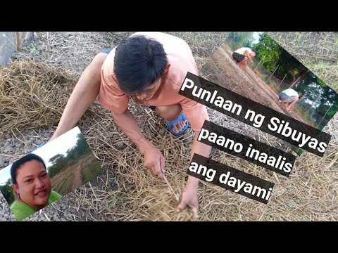 Video: Pag-alis Ng Sibuyas