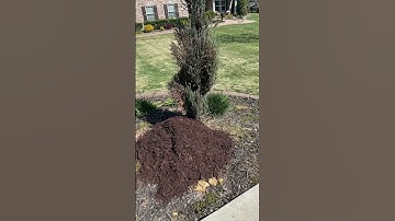 Spring Refresh Adding mulch is a cost effective way to add impact. #gardening #garden #gardening101