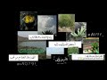 القارئ ماهر المعيقلي 🌿 وسيق الذين اتقوا ربهم إلى الجنة زُمرا..
