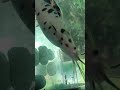 spotted catfish #shortvideo#edit#catfish#video#