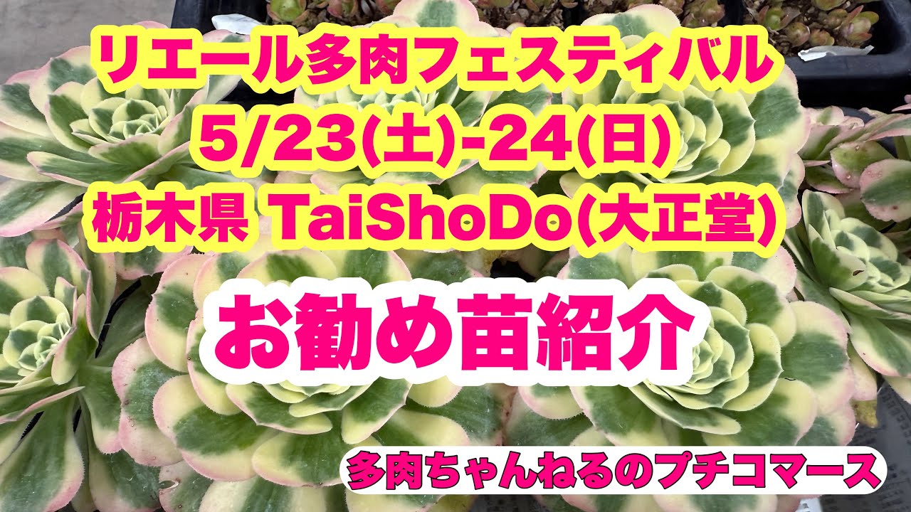 リエール多肉フェスティバル🎪栃木県 TaiShoDo(大正堂)お勧め販売苗紹介🌱✨2026年5月22日