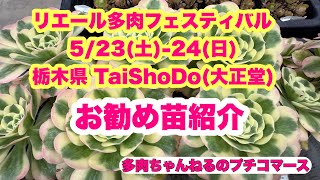 Lier Succulent Festival🎪TaiShoDo, Tochigi Prefecture: Featured