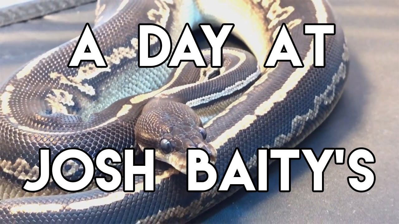 pythons for sale Reptile Collections- A trip to Josh Baity's
