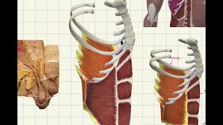 External oblique muscle