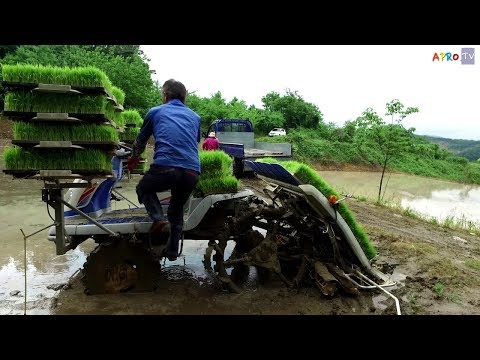 Как японцы выращивают рис