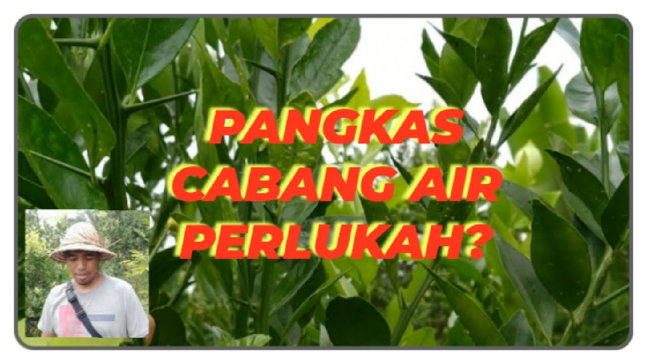 Cara pemangkasan Jeruk cabang air agar cepat berbuah dan  tumbuh tunas lebih banyak